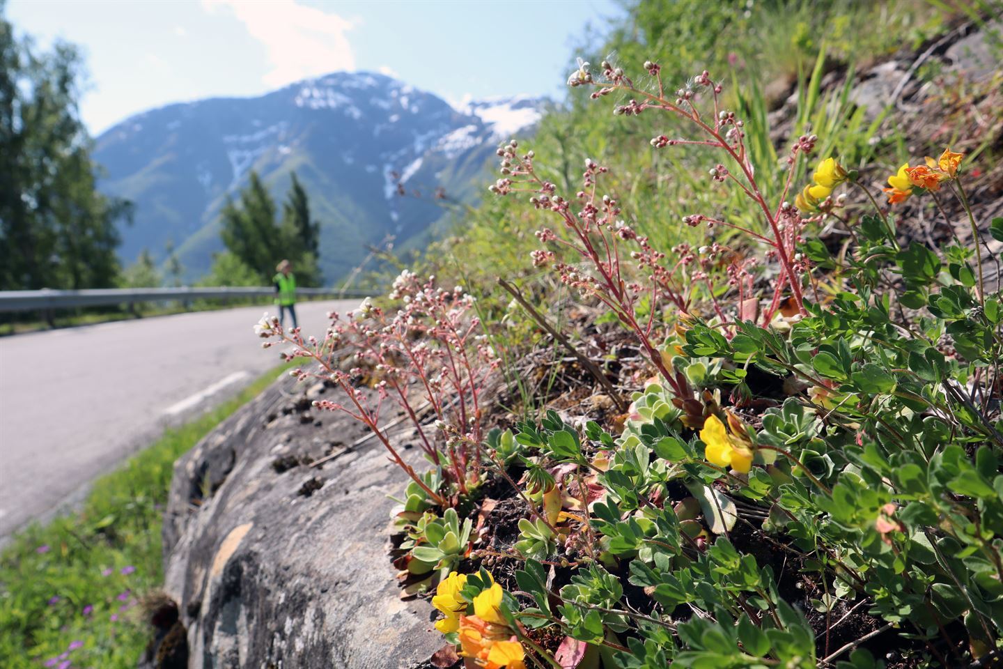 Bergknatt i forkant av asfaltert veg, her veks det marikåpe og bergfrue. Vegen går under berget til venstre i bildet. I bakgrunnen er høge fjell med snø på toppane, det er grønt og frodig langs vegen og i fjellsidene. Ein person i ufokus står og ser på vegkanten bak i bildet. Sola skin, blå himmel. 