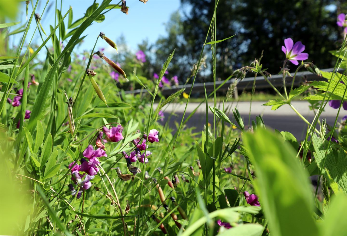 gras og blomar i forkant av bildet, vi skimtar asfaltert veg og autovern bak. Her veks det frodig med erteblomst og gras og strå, blå himmel, sola skin. 