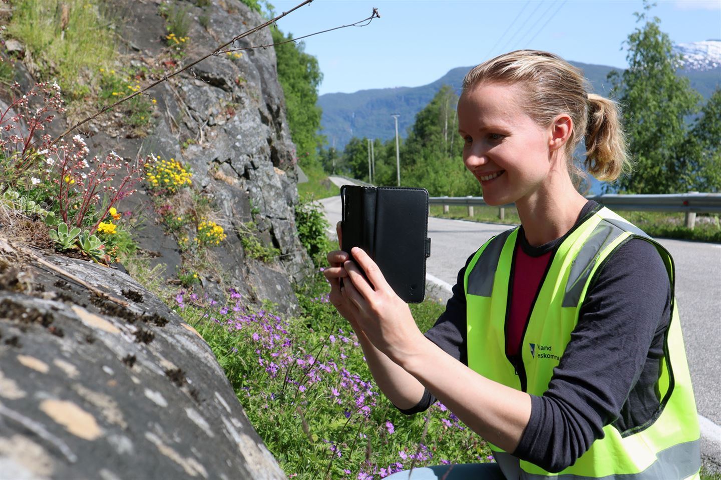 Bergknatt i forkant, asfaltert veg i bakkant. På bergknatten vekst det bergfrue og tiriltunge, det er grønt og fint langs vegen, blå fjord bak. mellom vegen og berget sit ei smilande ung kvinne i arbeids/vernevest frå VEstland fylkeskommune, ho tek bilde av plantene med mobiltelefon. Blå himmel, sola skin. 