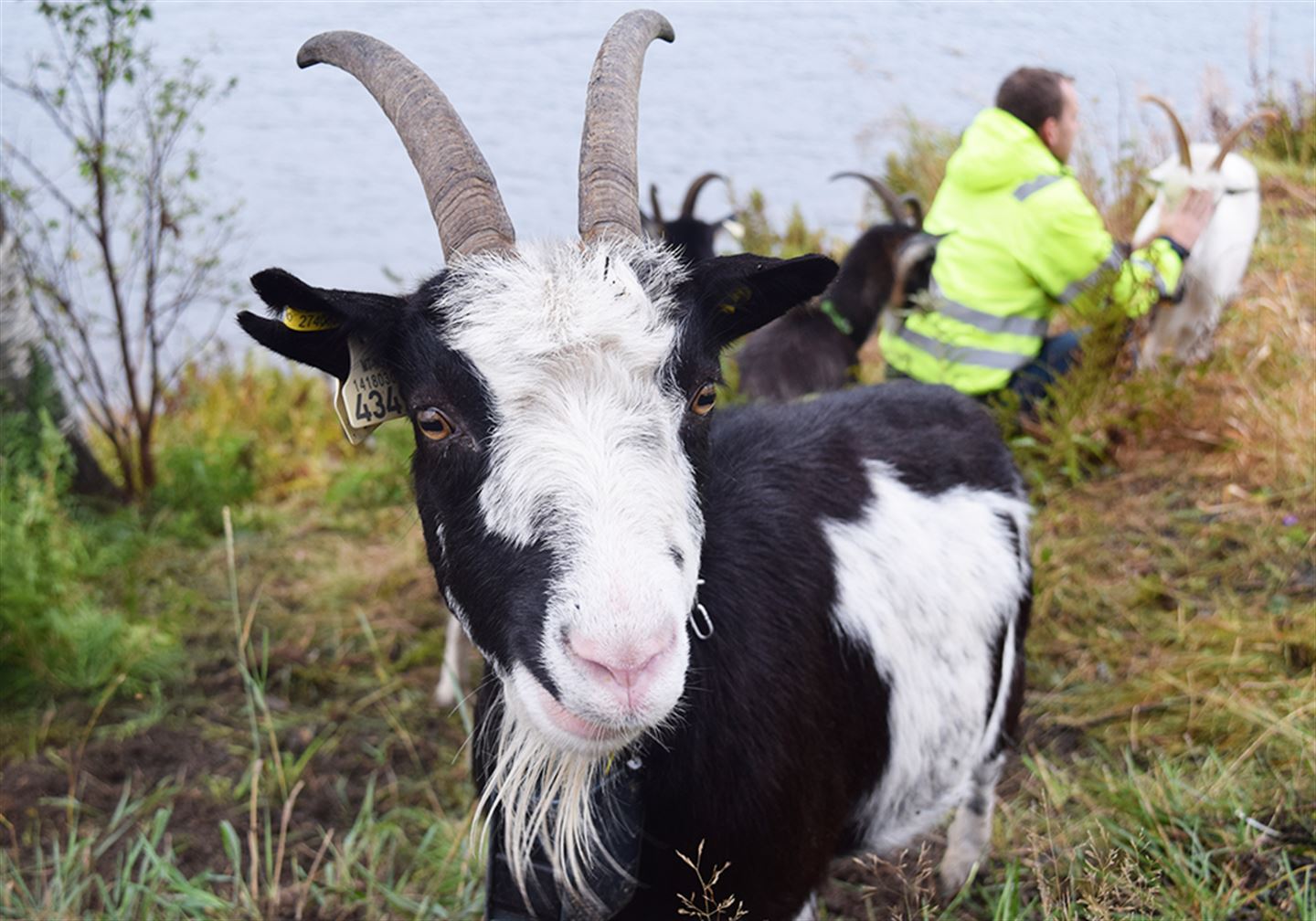 Nærbilde av geit.