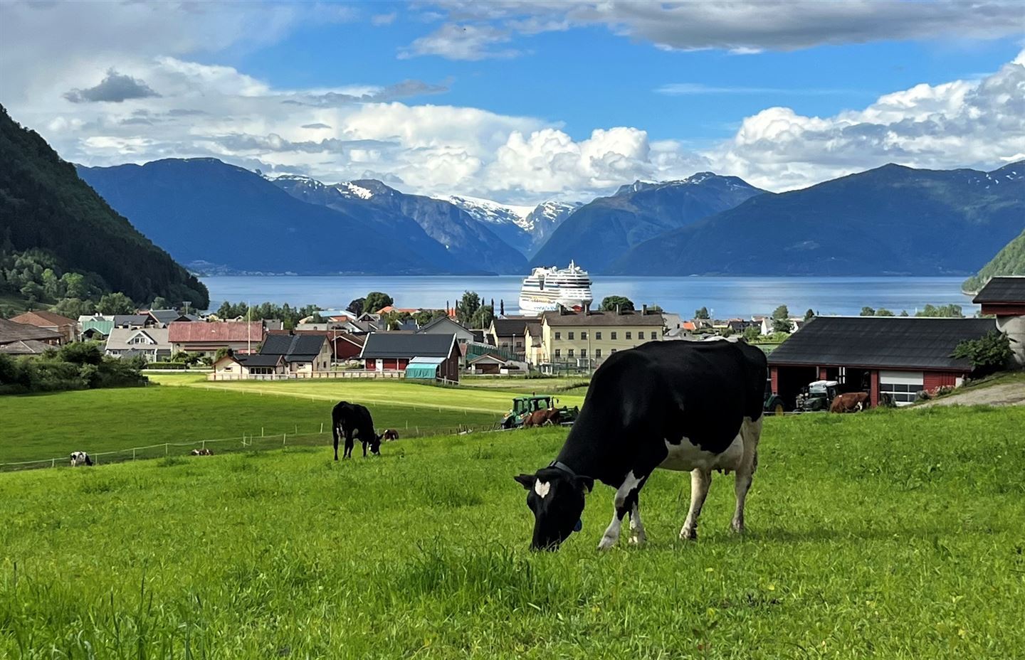 Stort uteområde med mark og kyr.