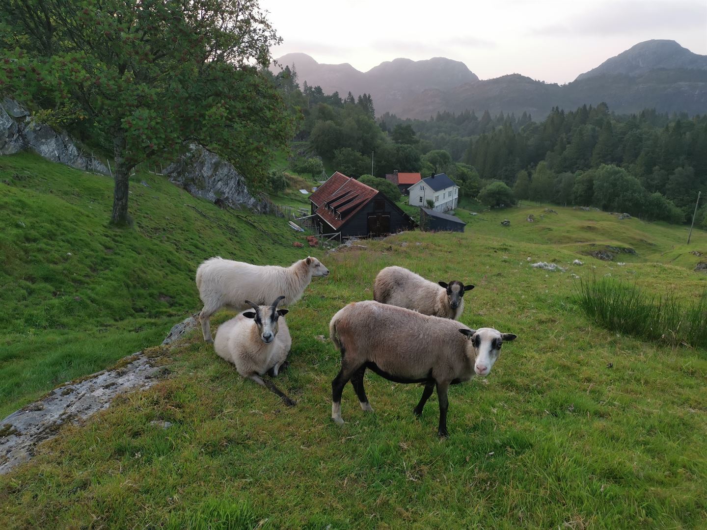 foto av gard med sauer i forgrunnen