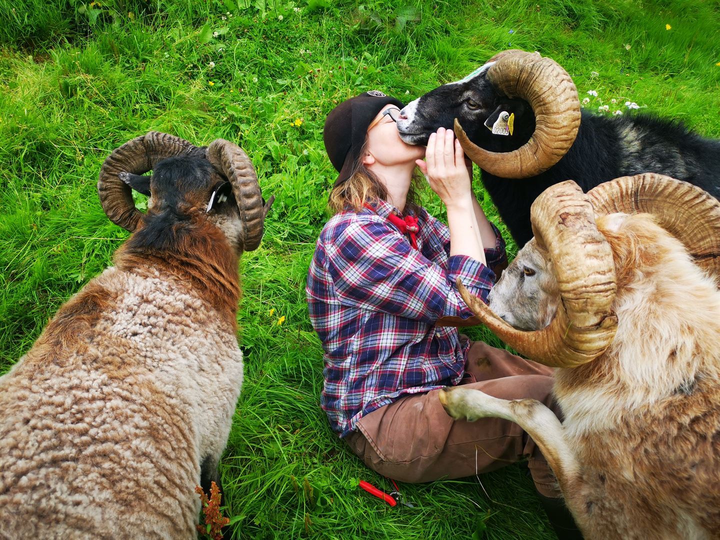 foto av villsauer og ei dame som får klem av ein sau