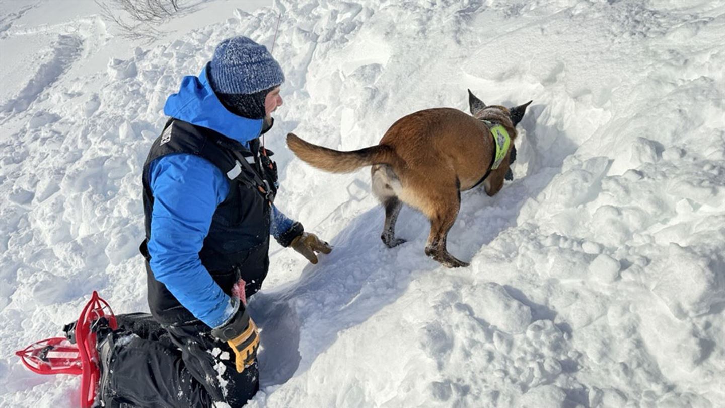 Redningshund som grev i snø, med førar ved sidan av seg. 