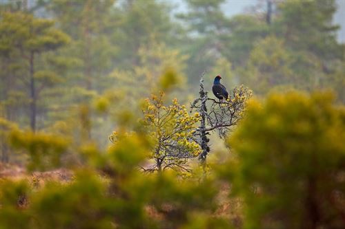 foto av orrfugl i skog
