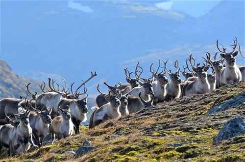 En flokk med villrein.