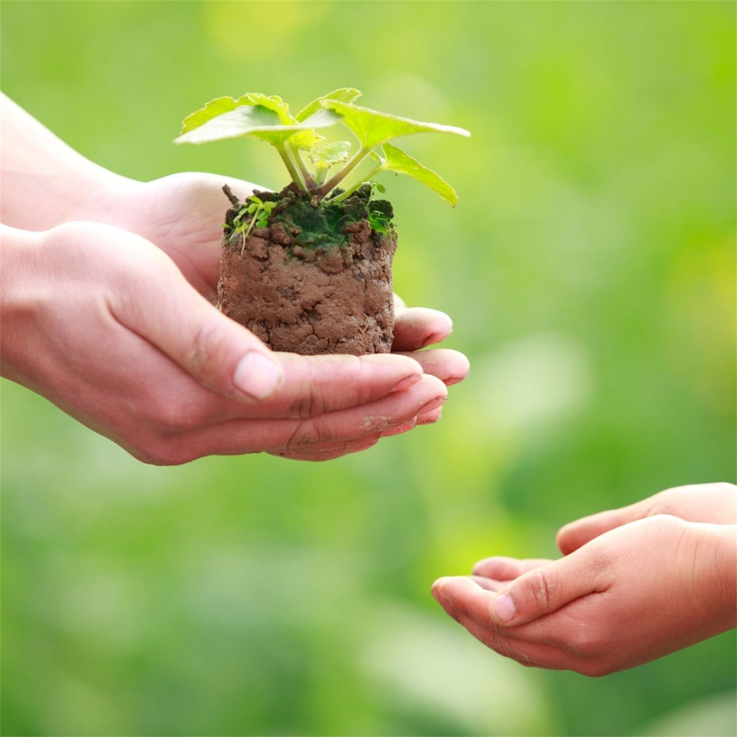illustrasjonsfoto av plante i hand. 