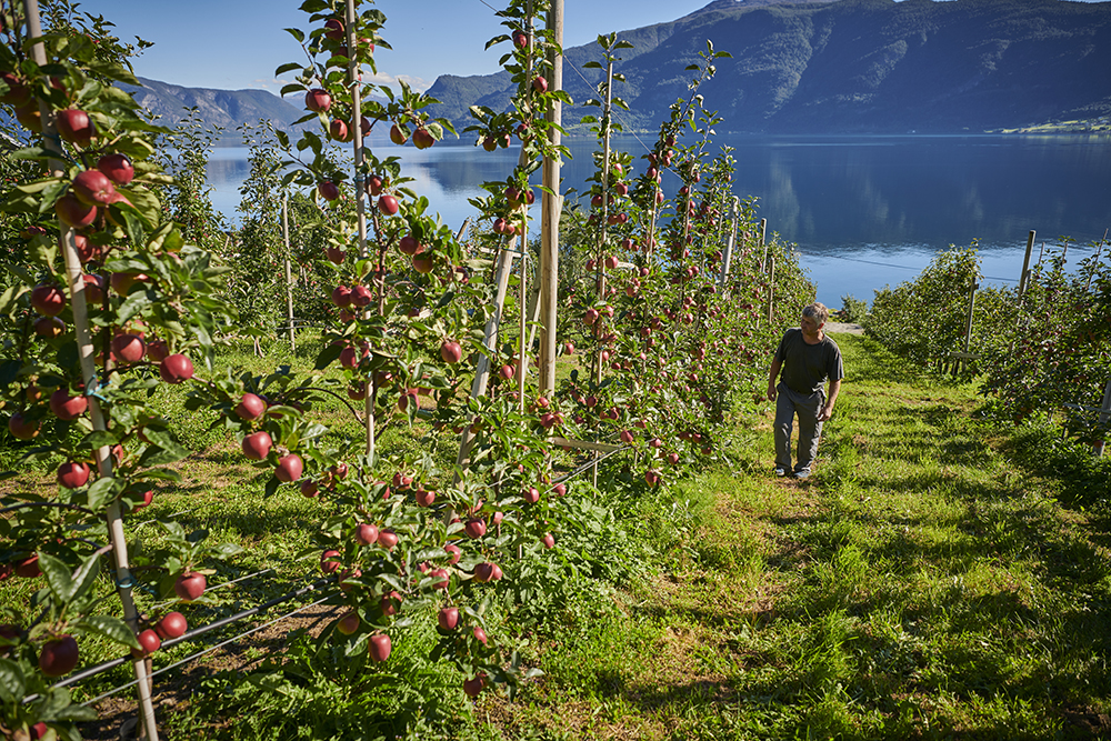 Klima- Og Miljøprisen For Landbruket I Vestland - Vestland Fylkeskommune