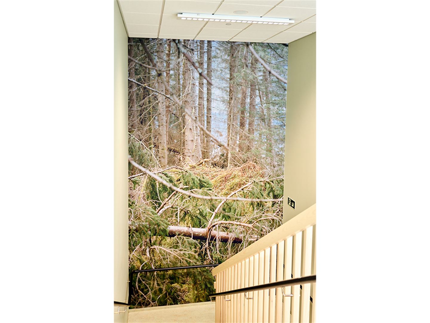 Foto av fotokunstverk som dekkjer heil vegg i repos i trapp. Foto syner rotvelt i skogen.